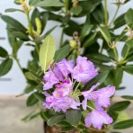 Rododendron americký (Rhododendron catawbiense) ´GRANDIFLORUM´  výška 50-60 cm, kont. C4L